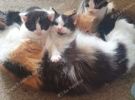 Male kittens for sale