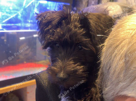 Boy miniature schnauzer
