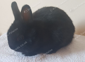 Baby Purebred Netherland Dwarfs