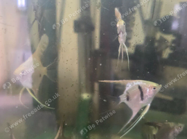 Angel fish
