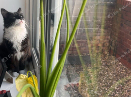 Beautiful long haired boy cat
