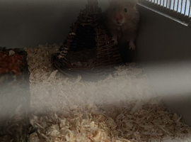 Male syrain Hamster with cage and accessories