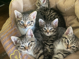 Half Egyptian Mau kittens