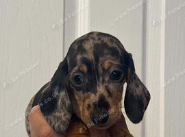 Miniature dachshund