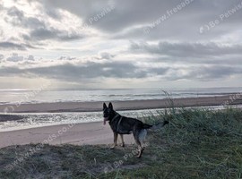 Sable GSD 18month male
