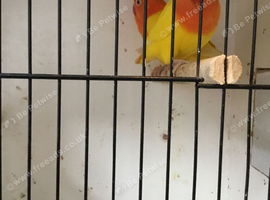 Lutinos and split lutinos Fischer lovebirds.