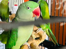 Baby Alexndrian and Derbyan parrot