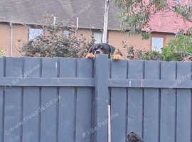 Rottweiler 4 years old