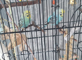 12 week old female budgies x2