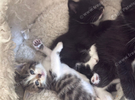 Stunning kitten&rsquo;s available