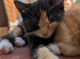 Beautiful loving kittens looking for forever homes
