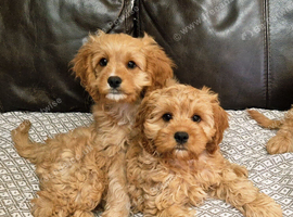 Cuddly Cavapoos
