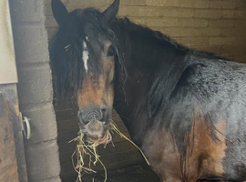 Beautiful Boy Dartmoor x warmblood