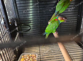 Pair of blue throated conures