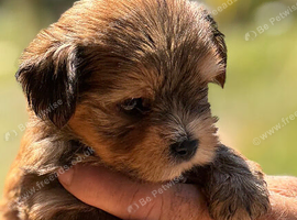 SuperHealth tested Ocean Pearl/coloured Yorkshire Terriers
