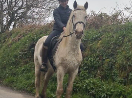Appaloosa x cob, 7 year old mare