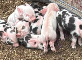 Full breed kunekune piglets
