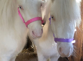 *2 Beautiful Unicorns For Sale*