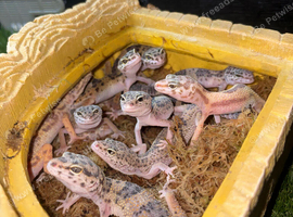leopard hypo geckos