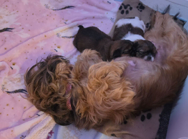 Shihtzu lhasapso cross pupppies