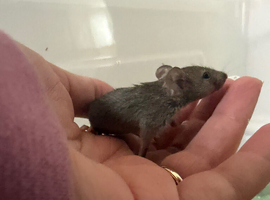 Baby Fancy mice ( boys remaining inc tri )
