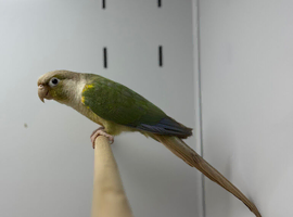 Conures