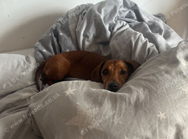 Dashhound Girl