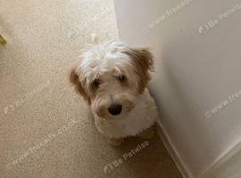 Cockapoo for sale
