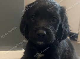 sprocker spaniel puppy
