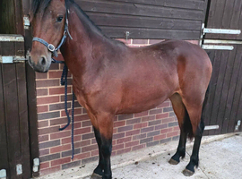 Lovely well grown Connemara Yearling filly