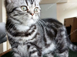 Bsh. Silver Classic Tabby .