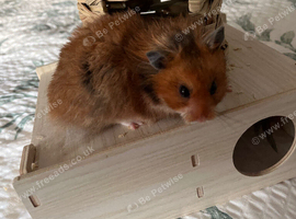 Male Syrian hamster