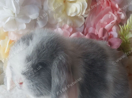 mini lops for sale