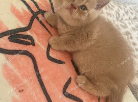 Fawn British Shorthairs