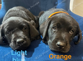 Stunning Working Line Labrador Puppies
