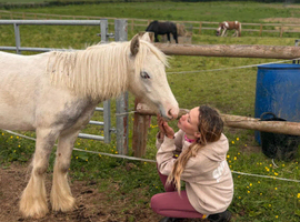 Grey Cob filly to make 13.3