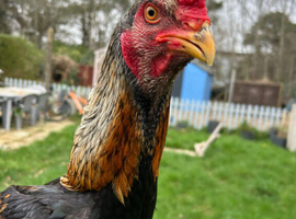 Shamo cock bird for sale
