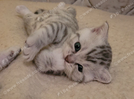 Scottish fold kittens looking for forever family
