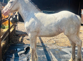 Beautiful Blagdon Filly