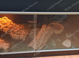 Bearded dragon with 4ft by 2ft by 2ft Viv