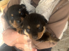 Rottweiler puppies