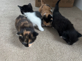 Kittens for sale