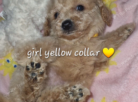 Cavapoochon