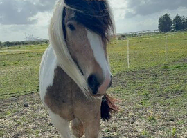 Fully backed 4.5 year old mare