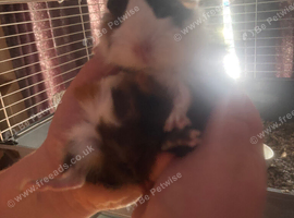 Baby guinea pigs