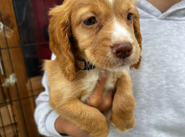Cocker spaniel pups ready