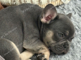 French Bulldog Puppies Looking for Loving Forever Homes - Can be seen with Mum