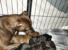 Puppys