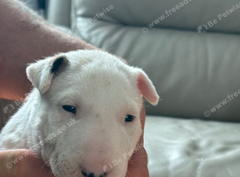 beautiful litter with champion blood lines