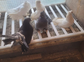 Indian fantails